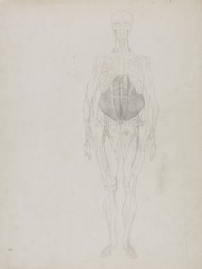 Figure humaine, vue antérieure, de 