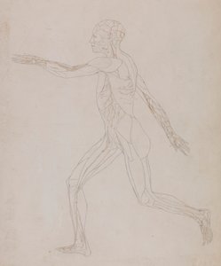Figure humaine, vue latérale - George Stubbs