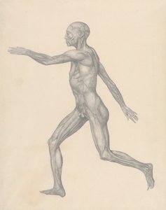 Figure humaine, vue latérale, après enlèvement de la peau et des couches fasciales sous-jacentes (étude finie pour la table XIII) - George Stubbs
