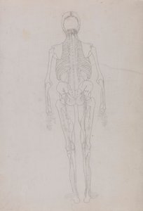 Figure humaine, vue postérieure (dessin au trait pour une figure clé montrant le stade final de la dissection) - George Stubbs