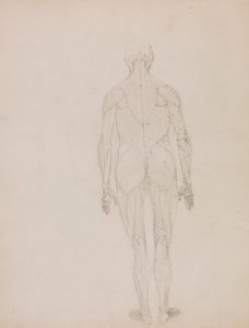 Figure humaine, vue postérieure - George Stubbs