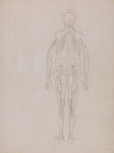 Figure humaine, vue postérieure (dessin au trait pour la figure clé d