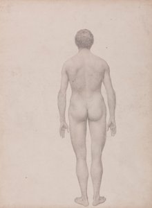 Figure humaine, vue postérieure, non disséquée (étude finie pour la table VII) - George Stubbs