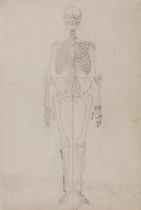 Squelette humain, vue antérieure (étude finale) - George Stubbs
