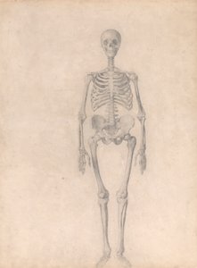 Squelette humain, vue antérieure (étude finie pour la table I)
