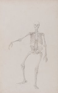 Squelette Humain, Vue Antérieure - George Stubbs