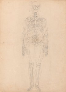Squelette humain, vue antérieure - George Stubbs