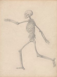 Squelette humain, vue latérale (détail) - George Stubbs