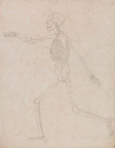 Squelette humain, vue latérale (Peut avoir été initialement préparé pour être utilisé comme figure clé pour la Table III mais plus tard abandonné) - George Stubbs