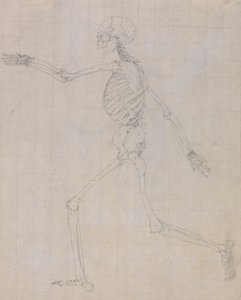 Squelette humain, vue latérale (Contour du squelette pour la figure clé de la table III) - George Stubbs