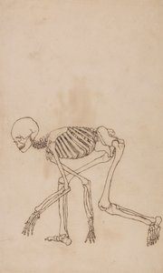 Squelette Humain, Vue Latérale - George Stubbs