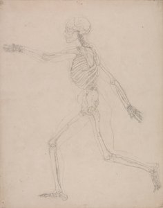 Squelette humain, vue latérale - George Stubbs