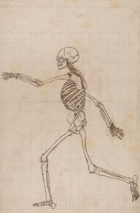 Squelette humain, vue latérale - George Stubbs