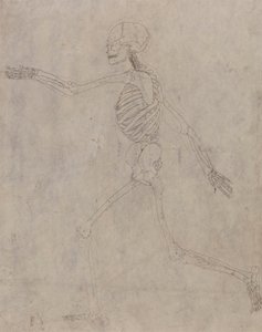 Squelette humain, vue latérale - George Stubbs