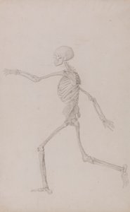 Squelette humain, vue latérale vue de gauche, en course (étude finie pour la table III) - George Stubbs