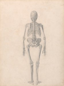 Squelette humain, vue postérieure (étude finie pour la table II)