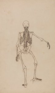 Squelette humain, vue postérieure