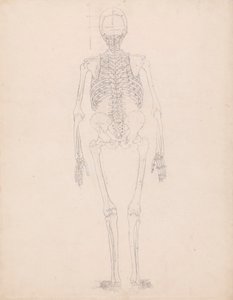 Squelette humain, vue postérieure