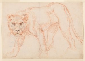 Lionne rôdant, recto