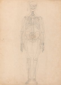 Étude de la Figure Humaine, Vue Antérieure, Diagramme pour Clé de la Table I, d