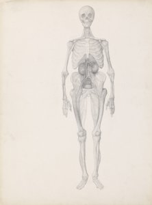 Étude de la figure humaine, vue antérieure, stade final de la dissection, de 