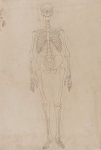 Étude de la figure humaine, vue antérieure, d