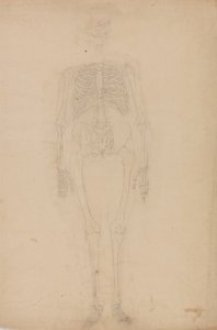 Étude de la figure humaine, vue antérieure, d