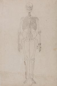 Étude de la figure humaine, vue antérieure, d