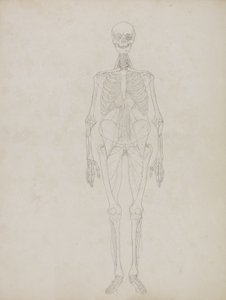 Étude de la figure humaine, vue antérieure, de 