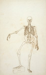 Étude de la figure humaine, vue antérieure, de 