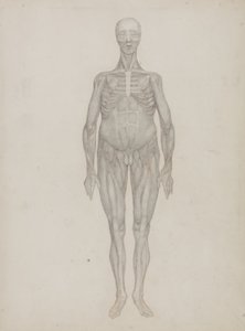 Étude de la figure humaine, vue antérieure, de 