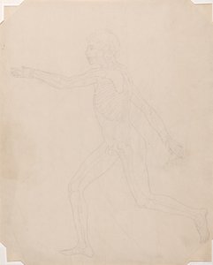 Étude de la Figure Humaine, Vue Latérale, d