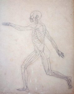 Étude de la figure humaine, vue latérale, d