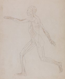 Étude de la figure humaine, vue latérale, d