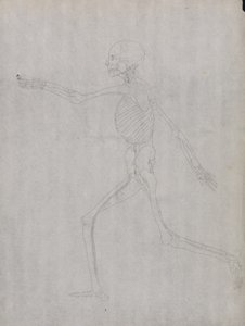 Étude de la Figure Humaine, Vue Latérale, d