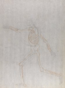Étude de la Figure Humaine, Vue Latérale, d