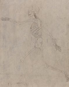 Étude de la Figure Humaine, Vue Latérale, d