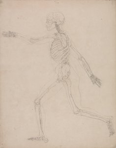 Étude de la Figure Humaine, Vue Latérale, d
