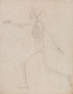 Étude de la Figure Humaine, Vue Latérale, d