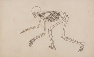 Étude de la Figure Humaine, Vue Latérale, d