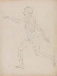 Étude de la figure humaine, vue latérale, de A Comparative Anatomical Exposition of the Structure of the Human Body with that of a Tiger and a Common Fowl, 1795-1806 - George Stubbs