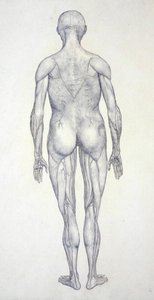 Étude de la figure humaine, vue postérieure, d
