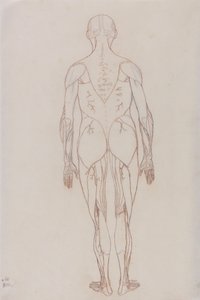 Étude de la figure humaine, vue postérieure, d