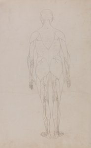 Étude de la figure humaine, vue postérieure, d