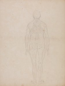 Étude de la figure humaine, vue postérieure, d