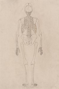 Étude de la Figure Humaine, Vue Postérieure, d