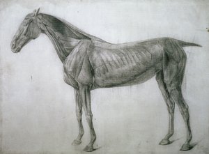 Étude des muscles : dessin écorché vu de flanc, de la 13e table anatomique, de l