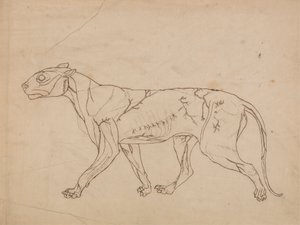 Corps de tigre, vue latérale (étude de contour des muscles de surface et de leur approvisionnement en sang, probablement réalisée pour une figure clé) - George Stubbs