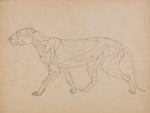 Corps de tigre, vue latérale (probablement réalisé comme base pour une figure clé)
