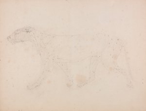 Corps de tigre, vue latérale (étude des muscles pour la figure clé de la table IX) - George Stubbs
